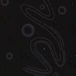 Lycra Fantasia Glitter Pianeta - Nero - Glitter Nero